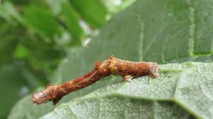 Attēlu rezultāti vaicājumam “Selenia dentaria imago”