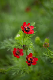 Image result for Adonis aestivalis