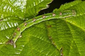 Attēlu rezultāti vaicājumam “Mesoleuca albicillata”