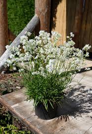 Attēlu rezultāti vaicājumam “Silene viscaria”