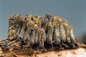 Attēlu rezultāti vaicājumam “Lindbladia tubulina macro”