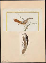 Attēlu rezultāti vaicājumam “Certhia familiaris”