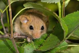 Attēlu rezultāti vaicājumam “Rodentia”