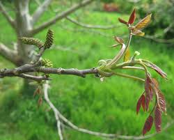Attēlu rezultāti vaicājumam “Juglans regia”
