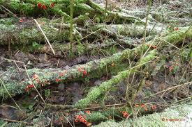 Attēlu rezultāti vaicājumam “Sarcoscypha austriaca var. lutea”