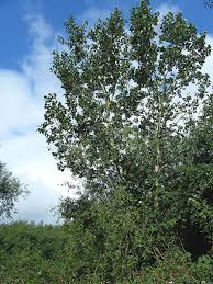 Attēlu rezultāti vaicājumam “Populus x jackii”