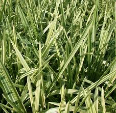 Attēlu rezultāti vaicājumam “Glyceria maxima leaf”