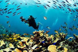 Resultado de imagen para cozumel dive