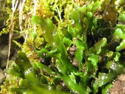 Attēlu rezultāti vaicājumam “Aneura pinguis”