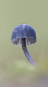 Attēlu rezultāti vaicājumam “Mycena pseudocorticola”