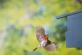 Attēlu rezultāti vaicājumam “Erithacus rubecula nest”