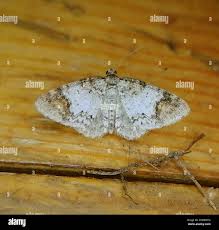 Attēlu rezultāti vaicājumam “Venusia blomeri”