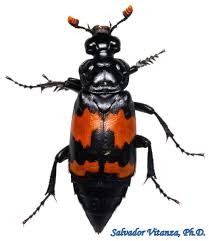 Attēlu rezultāti vaicājumam “Silphidae”