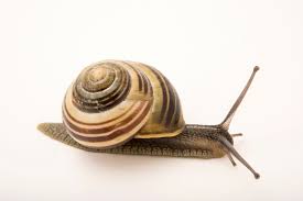 Attēlu rezultāti vaicājumam “Cepaea nemoralis”