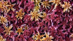 Attēlu rezultāti vaicājumam “Sphagnum rubellum”