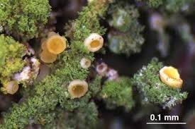 Attēlu rezultāti vaicājumam “Coenogonium pineti”