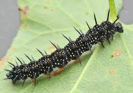 Attēlu rezultāti vaicājumam “Inachis io”