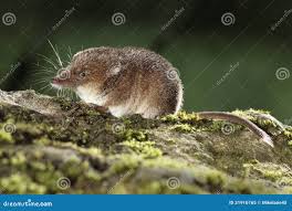 Attēlu rezultāti vaicājumam “Sorex araneus”