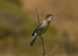 Attēlu rezultāti vaicājumam “Hippolais caligata adult”