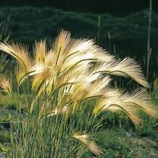 Attēlu rezultāti vaicājumam “Hordeum jubatum”