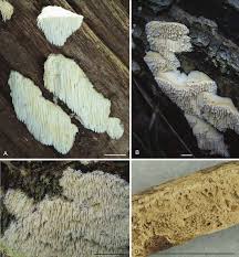 Attēlu rezultāti vaicājumam “Cystostereum murrayi”