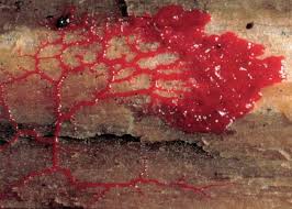 Attēlu rezultāti vaicājumam “Physarum bivalve spores”