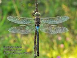 Attēlu rezultāti vaicājumam “Anax parthenope”