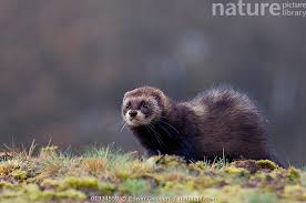 Attēlu rezultāti vaicājumam “Mustela putorius”