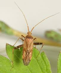 Attēlu rezultāti vaicājumam “Phytocoris varipes”