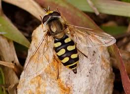 Attēlu rezultāti vaicājumam “Eupeodes corollae”