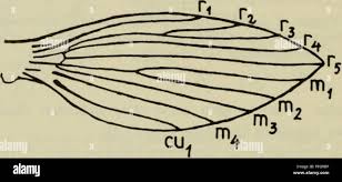 Attēlu rezultāti vaicājumam “Lasioptera rubi larva”