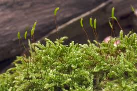 Attēlu rezultāti vaicājumam “Hypnum cupressiforme var. filiforme”