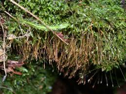 Attēlu rezultāti vaicājumam “Dichodontium pellucidum sporophyte”