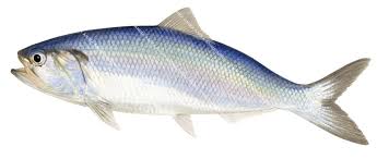 Image result for Alosa alosa