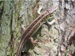 Attēlu rezultāti vaicājumam “Lacerta agilis male”