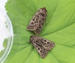 Attēlu rezultāti vaicājumam “Tholera decimalis female”