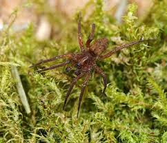 Attēlu rezultāti vaicājumam “Agroeca brunnea”