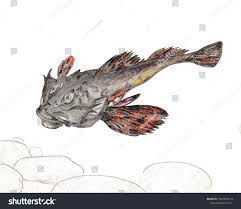 Image result for Myoxocephalus scorpius