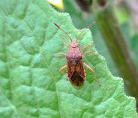 Attēlu rezultāti vaicājumam “Rhopalus maculatus”