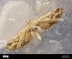 Attēlu rezultāti vaicājumam “Eupithecia exiguata”