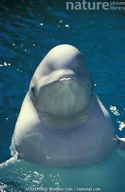 Image result for Delphinapterus leucas