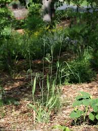 Attēlu rezultāti vaicājumam “Milium effusum flower”