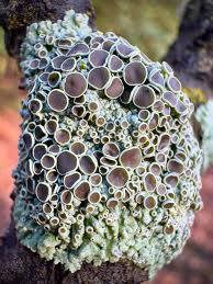 Attēlu rezultāti vaicājumam “Illosporiopsis christiansenii”