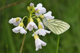 Attēlu rezultāti vaicājumam “Pieris napi underside”