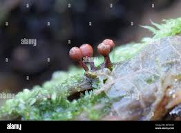 Attēlu rezultāti vaicājumam “Trichia botrytis”