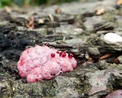 Attēlu rezultāti vaicājumam “Amaurochaete sp.”