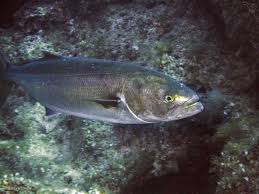 Image result for Pomatomus saltatrix