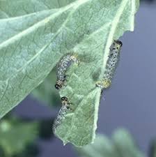 Attēlu rezultāti vaicājumam “Nematus ribesii larva”