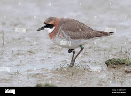 Image result for Charadrius mongolus