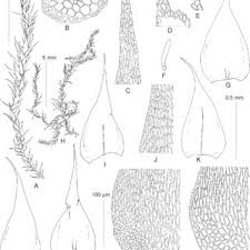 Attēlu rezultāti vaicājumam “Sciuro-hypnum curtum”